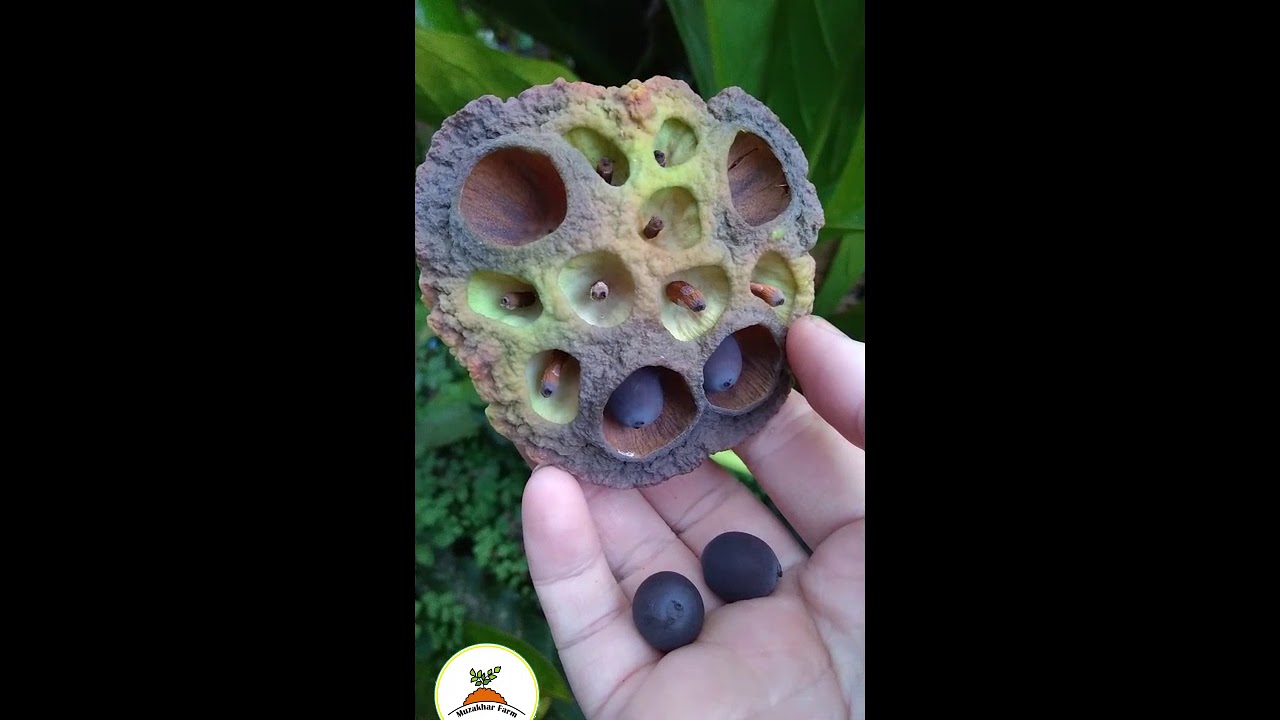 Cara menanam biji lotus untuk pemula 