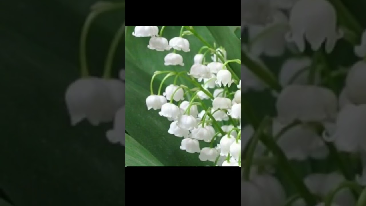 Но он вполне может за себя постоять: ландыши – полностью ядовитые растения.