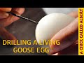 Drilling a goose egg to save the chick inside