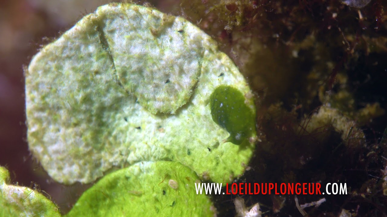 Bosellia mimetica - Bosellie mimétique