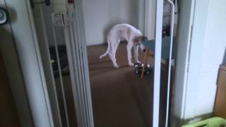 Laulu-puppy is having fun. by SalsaTheBorzoi 322 views 8 years ago 2 minutes, 52 seconds