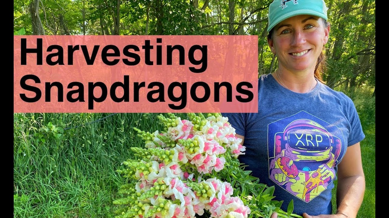 Harvesting Snapdragons | PepperHarrow Farm