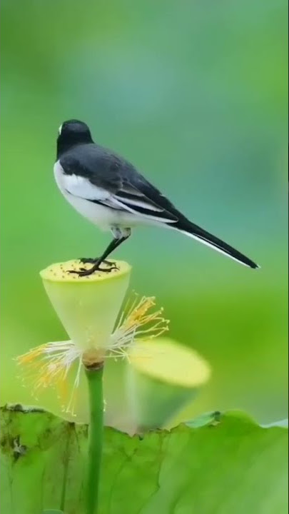 Story wa kicau cantik I burung I #shorts