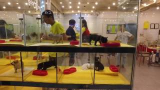 Chungmuro puppy stores part 3 - night time