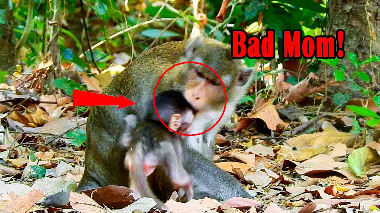OMG! Bad Mom ANNA Bite Baby Pities Monkey ALBA that look like So Hate Baby