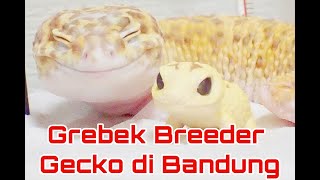 Tokek Unik Berjuta Warna || Gecko