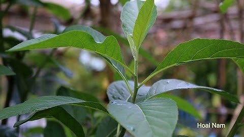 Cây mật gấu chữa bệnh tiểu đường chống ung thư và đau nhức xương khớp