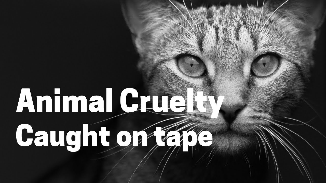 ANIMAL CRUELTY CAUGHT ON TAPE (sadly, not clickbait)