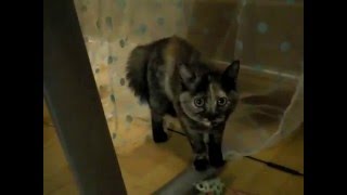 Leia Fait La Grosse Queue