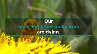 Without biodiversity we wouldn’t have the food we eat today! But it's disappearing before our eyes.