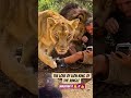 Drew lifestyle TV says it's a lifestyle moment of Lions human an family