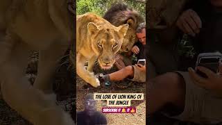 Drew lifestyle TV says it's a lifestyle moment of Lions human an family