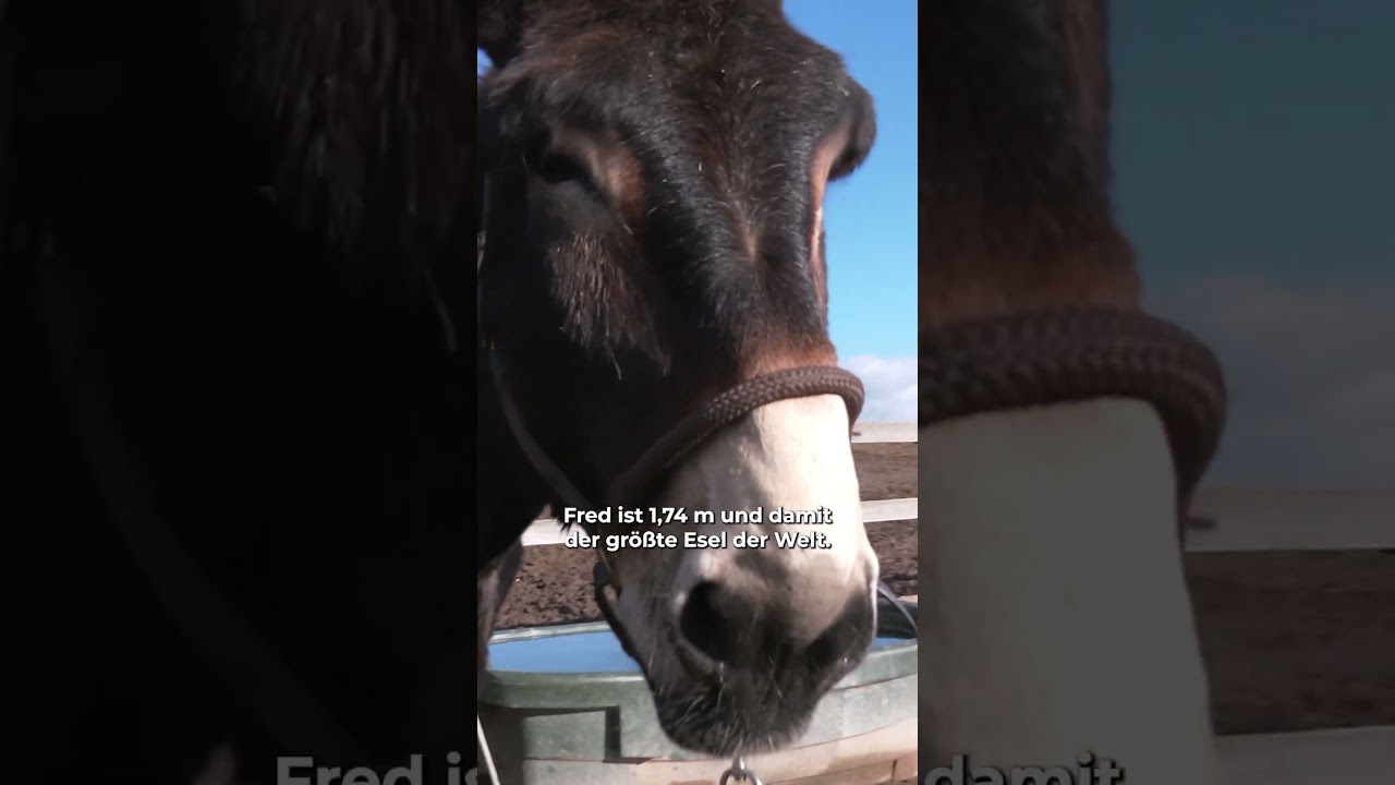 Riesen-Esel soll ins Guinness-Buch!