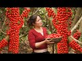 From Deep Forest to Market: The Adventurous Journey of Wild Bastard Oleaster! | Lý Tử Liên