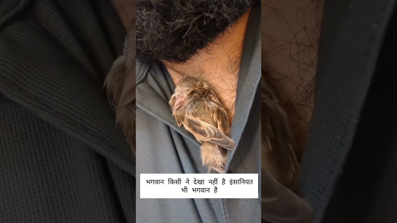 बेजुबान का भरोसा#humanity #kindness #birds #compassion #love #birdlovers #innocence