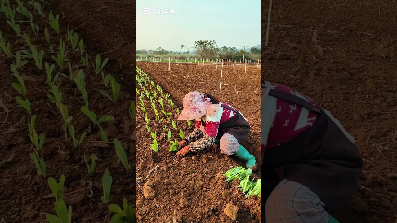 Cabbage seedling transplanting process 