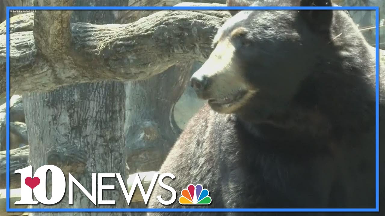 Bears are out across East Tennessee, so it's time to be BearWise! YouTube