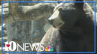 Bears are out across East Tennessee, so it's time to be BearWise!