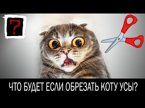 ЗАЧЕМ КОТУ УСЫ? Что будет если обрезать коту усы?