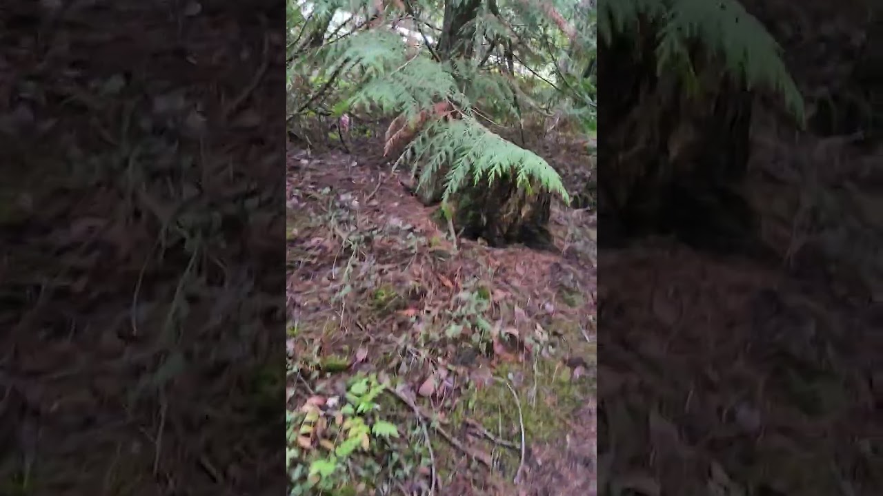 Professional video beautiful nature 