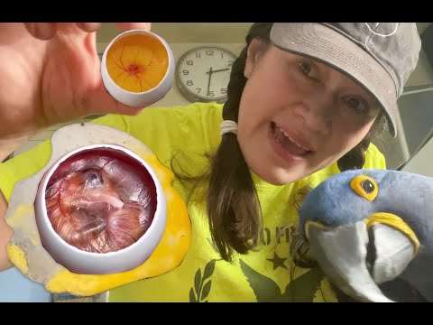 I CAN’T BELIEVE THIS HAPPENED! INTERESTING VIDEO  – 😱  LOOK WHAT I DID WITH MY PARROTS EGG 🐣