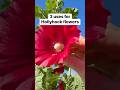 3 uses for Hollyhock flowers 🌺😍(Alcea rosea) #gardening #survival #herbalremedies #traditional