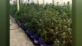 Nearly 3,500 marijuana plants seized in Brazoria Co. raid