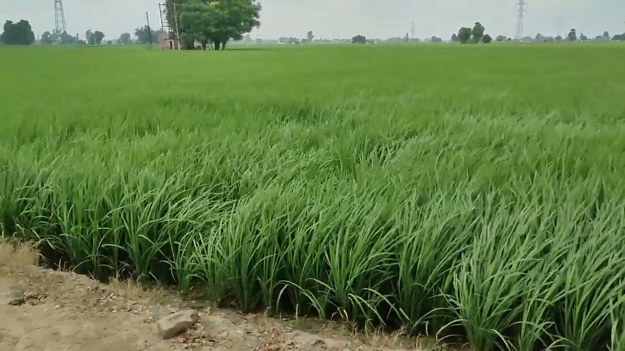 ਮੋਗਾ ਦੇ ਨਜ਼ਦੀਕ ਇੱਕੋ ਟੱਕ 6 ਕਿੱਲੇ ਜ਼ਮੀਨ ਵਿਕਾਊ। ਸੰਪਰਕ 98154-77074