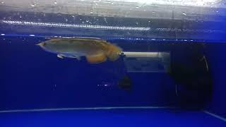 BANJA RED INDONESIA 14cm   15cm