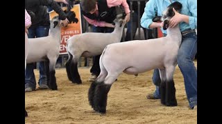 Market Lamb Show 11/10/25