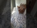 স্বপ্নে ঘর দেখা #স্বপ্ন #ইসলাম #নতুনঘর #ভাইরাল #trending #everyone