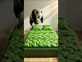 panda grass ke bed par👀🐼🐼🧿#newtrend #cartoon #explore #shorts