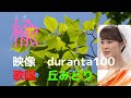 楡 丘みどり カラオケ映像と融合 duranta100さんのカラオケ映像にみどりさんの歌声をのせて 長い、長い刹那って長いの短いの