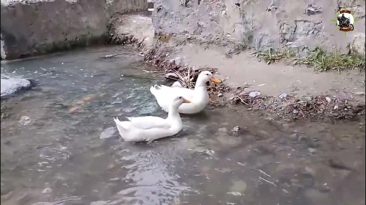 Skardu Sweet Duck Couple enjoying a peaceful walk down the street Exclusively @ Explore with Bakhshi