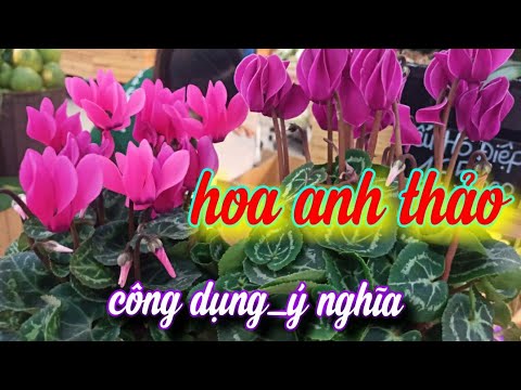 Video: Hoa Anh Thảo (67 ảnh): Trồng Và Chăm Sóc Hoa Vườn Lâu Năm, Giống Hoa Anh Thảo Mùa Xuân Và Không Thân. Làm Thế Nào để Trồng Hoa Anh Thảo Thông Thường Ngoài Trời?