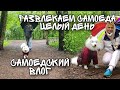 Жизнь квартирного самоеда и его рабов