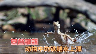 南美雨林的独特生物,基督蜥蜴仅用两条腿,就能轻松地在水上行走