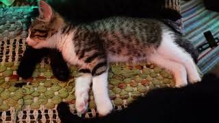 Purring kittens sleep to binaural lullaby