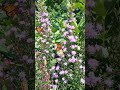 Monarch Butterfly Garden at Matter Park, Marion Indiana