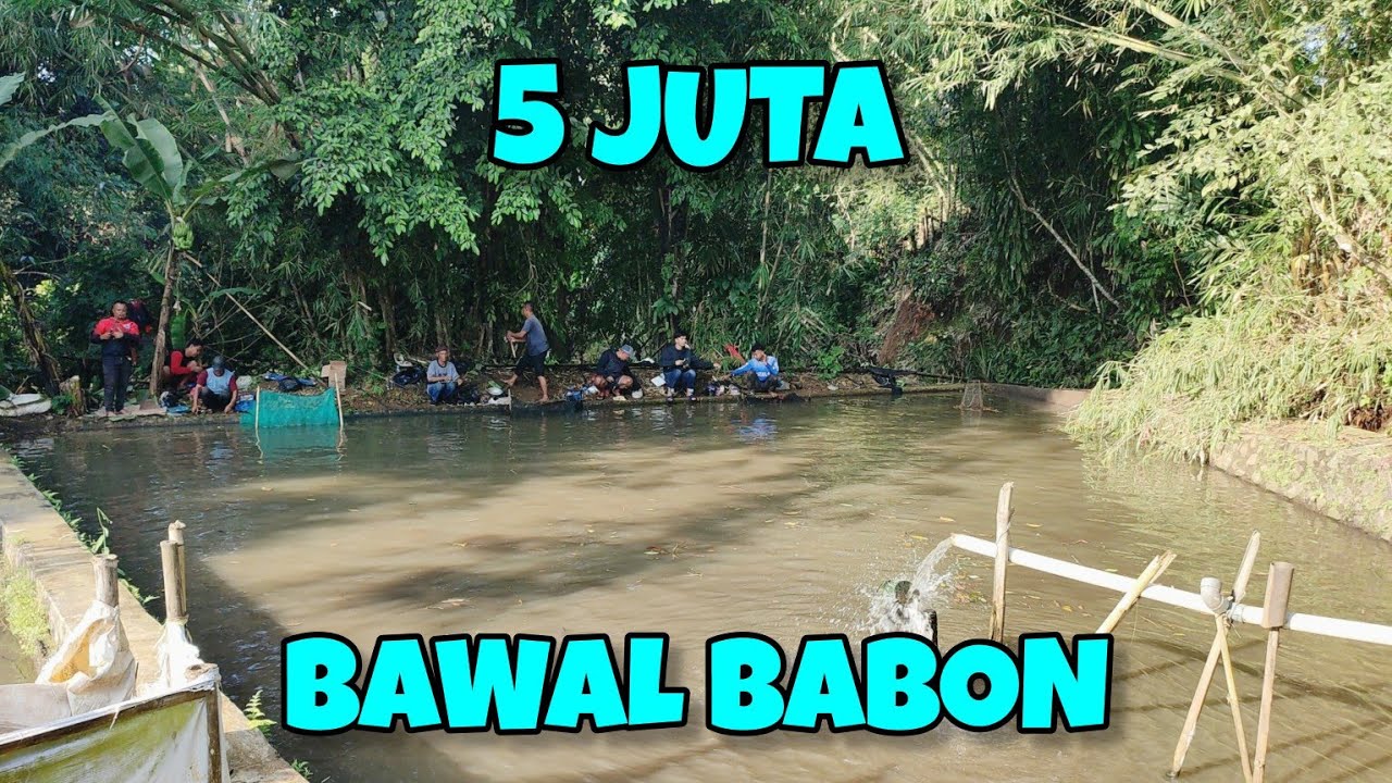 KEJUTAN‼️MANCING DI KOLAM DADAKAN TERNYATA IKANNYA BABON-BABON