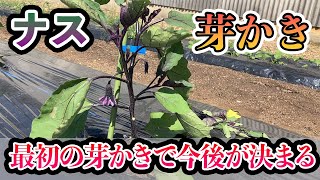 【ナス】1株から300本以上採れる芽かきの方法3本仕立てのやり方