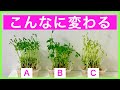 【リボベジ】どこに置くのが最適か検証した結果がこちら【豆苗編】