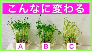 【リボベジ】どこに置くのが最適か検証した結果がこちら【豆苗編】