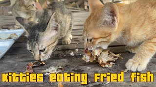 Kitties  eating fried fish