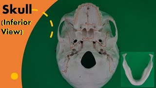 Full Skull Inferior View Guide