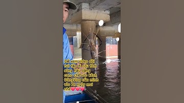 đi câu tôm sông hậu bằng cano chế, chui luôn vô cảng
