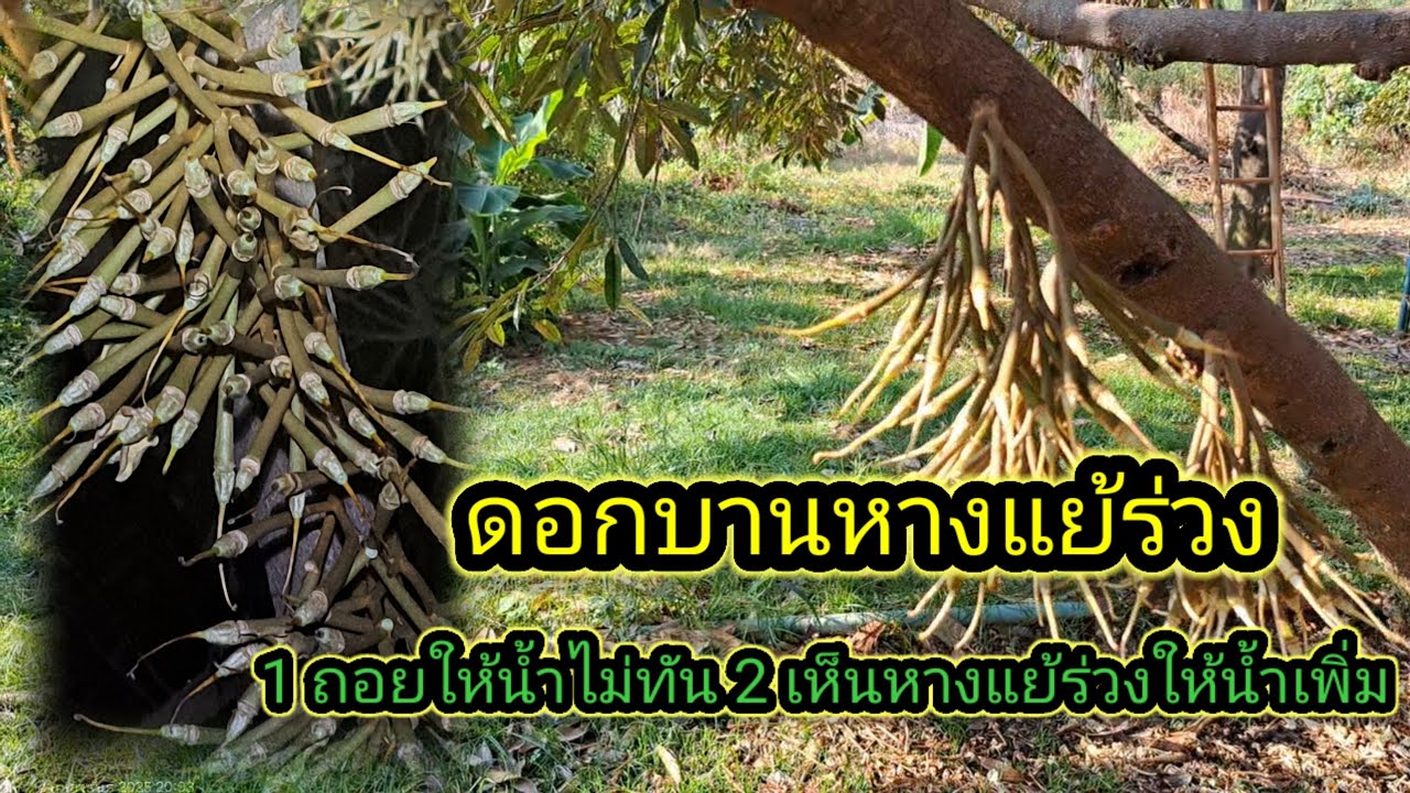 ดอกบานหางแย้ ร่วงถอยน้ำไม่ทัน หางแย้ยั่งไม่ใหม้ ไม่ต้องเพิ่มน้ำ งดน้ำเพื่อเผาหางแย้ใหม้ก่อน