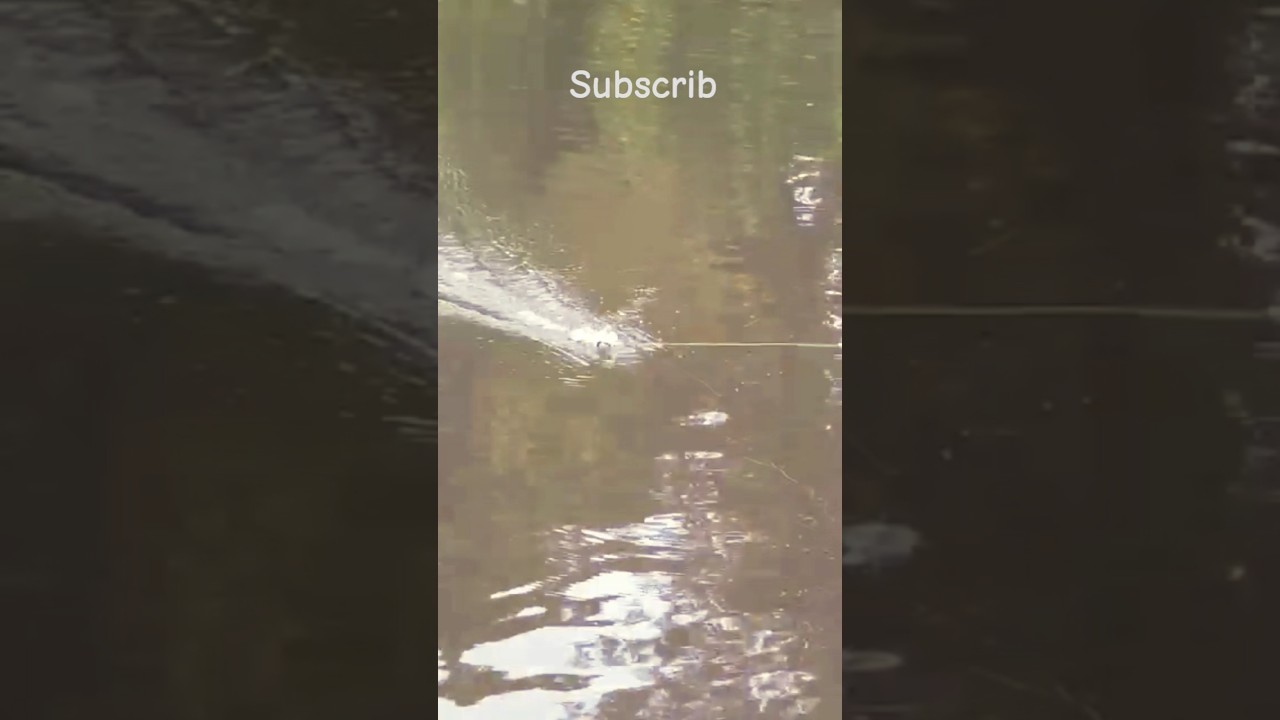 Snakehead Fish || Snakehead 