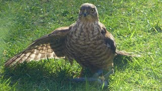 Another Sparrowhawk Kill