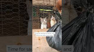 God help me to stay strong and I take of my cats #cats #fypシ゚viral #goviral #catrescue #cat